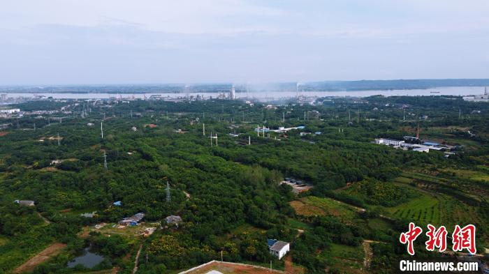 湖北宜昌姚家港化工园周围绿树成荫。<a target='_blank' href='//www.chinanews.com/'>中新社</a>记者董晓斌摄